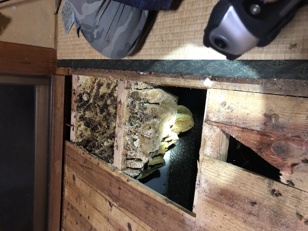 床下の巨大な蜂の巣駆除にも対応可能！巣の捜索から作業まで説明もわかりやすく安全に駆除してくれた、とご満足いただけました！