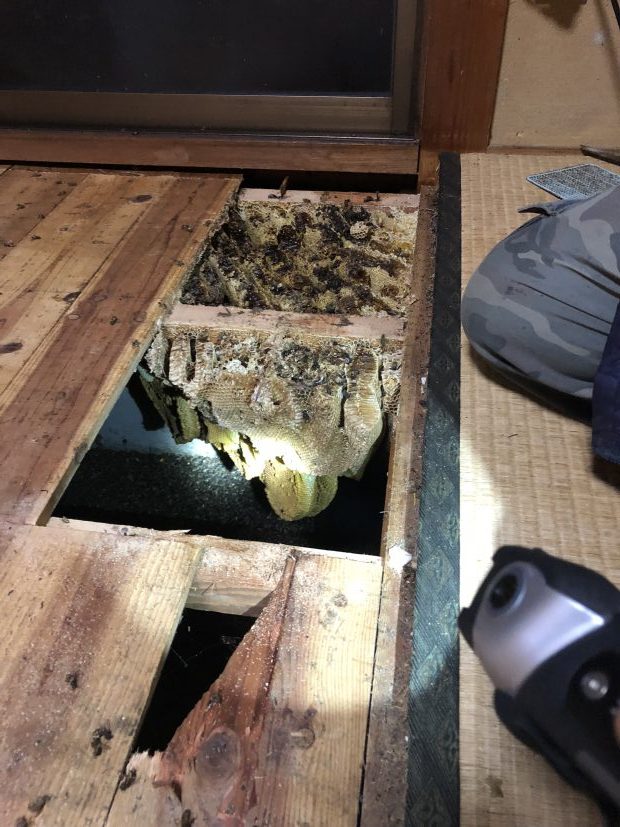 杵築市山香町立石で床下の蜂の巣の駆除　施工事例紹介