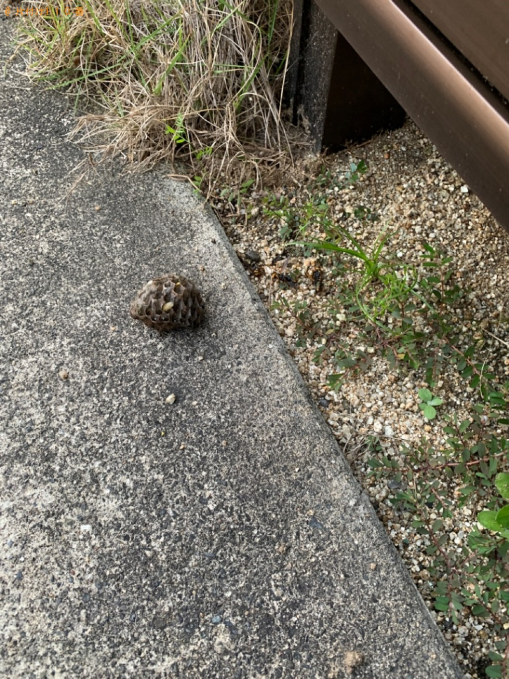 【大分市】ハチ駆除ご依頼　お客様の声